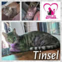 Photo of Tinsel