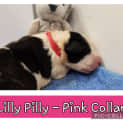 Photo of Lilly Pilly (Pink Collar)