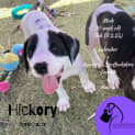 Photo of Hickory (Brown Collar)