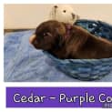 Photo of Cedar (Purple Collar)