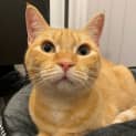 Photo of Marigold