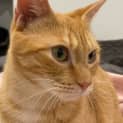 Photo of Marigold