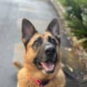 Photo of Nala