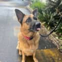 Photo of Nala