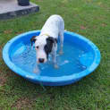 Photo of Snoopy
