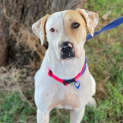 Photo of Phoebe *250 Adoption Fee*