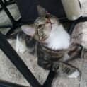Photo of Tiger