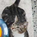 Photo of Tiger