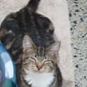 Photo of Tiger