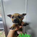 Photo of Abby