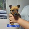 Photo of Romeo