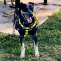 Photo of Tilly