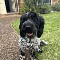 Photo of Buddy