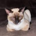 Photo of Benji