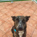 Photo of Hank