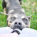 Photo of Grover 34743