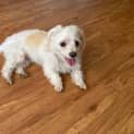 Photo of Shiloh