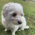 Photo of Shiloh