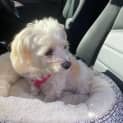 Photo of Shiloh