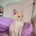 Photo of Miska Pembleton