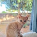 Photo of Miska Pembleton