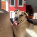 Photo of Otto