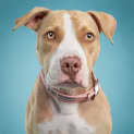 Photo of Arlo