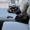 Photo of Macey And Mickey