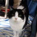 Photo of Flicka