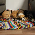 Photo of Kahlua