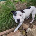 Photo of Johnny   10 Month Old Staffy X (Trial)
