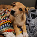 Photo of Tequila
