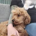 Photo of Archie