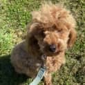 Photo of Archie