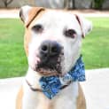 Photo of Tyson 34821