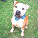 Photo of Tyson 34821