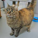 Photo of Gizmo