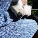 Photo of Gonzo