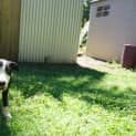 Photo of Gonzo