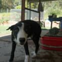 Photo of Gonzo