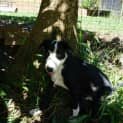 Photo of Gonzo