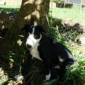 Photo of Gonzo