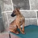 Photo of Scooter