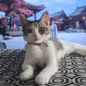 Photo of Tinkerbell