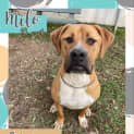 Photo of Milo