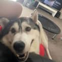 Photo of Lou 6 Year Old Siberian Husky~ Adopted 6/2023