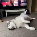 Photo of Lou 6 Year Old Siberian Husky~ Adopted 6/2023