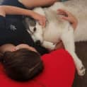 Photo of Lou 6 Year Old Siberian Husky~ Adopted 6/2023