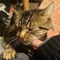 Photo of Cadbury