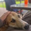 Photo of Daffodil